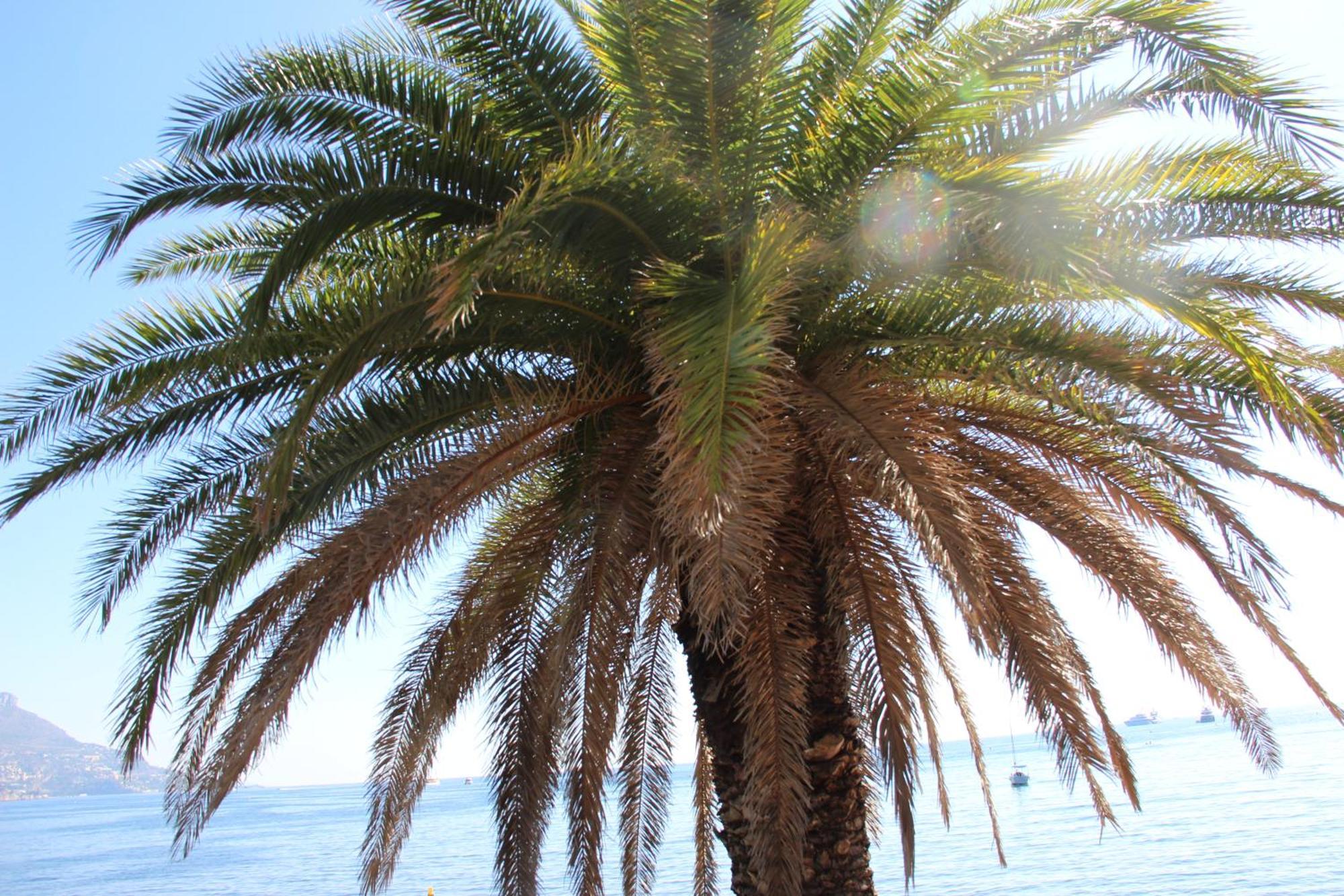 Hotel La Villa Patricia - Charme Et Tradition Villefranche-sur-Mer Exterior foto